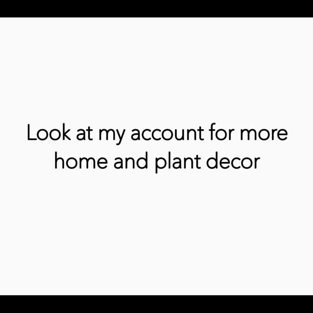 Peperomia Hope - Picture 3 of 3